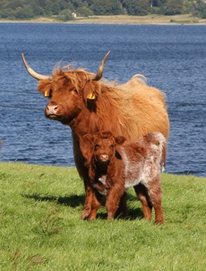 Mother and calf Loch Loch holiday cottages