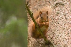 Squirrel at self catering holiday cottage cowal Squirrel at self catering holiday cottage cowal