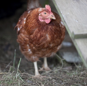 Free range eggs at Stronchullin Holiday Cottages Argyll Free range eggs at Stronchullin Holiday Cottages Argyll