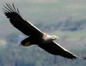 Sea eagle near self catering holiday cottage cowal Sea eagle near self catering holiday cottage cowal