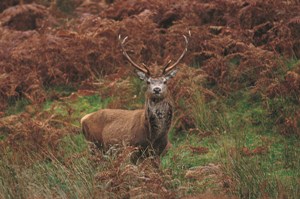 Stag in Cowal Argyll